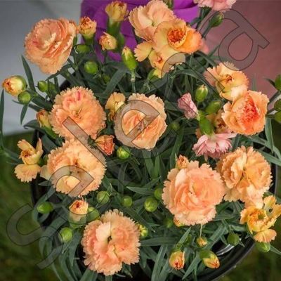 Гвоздика Trouper Orange Carnation